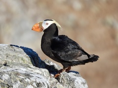 Tufted Puffin photo 4