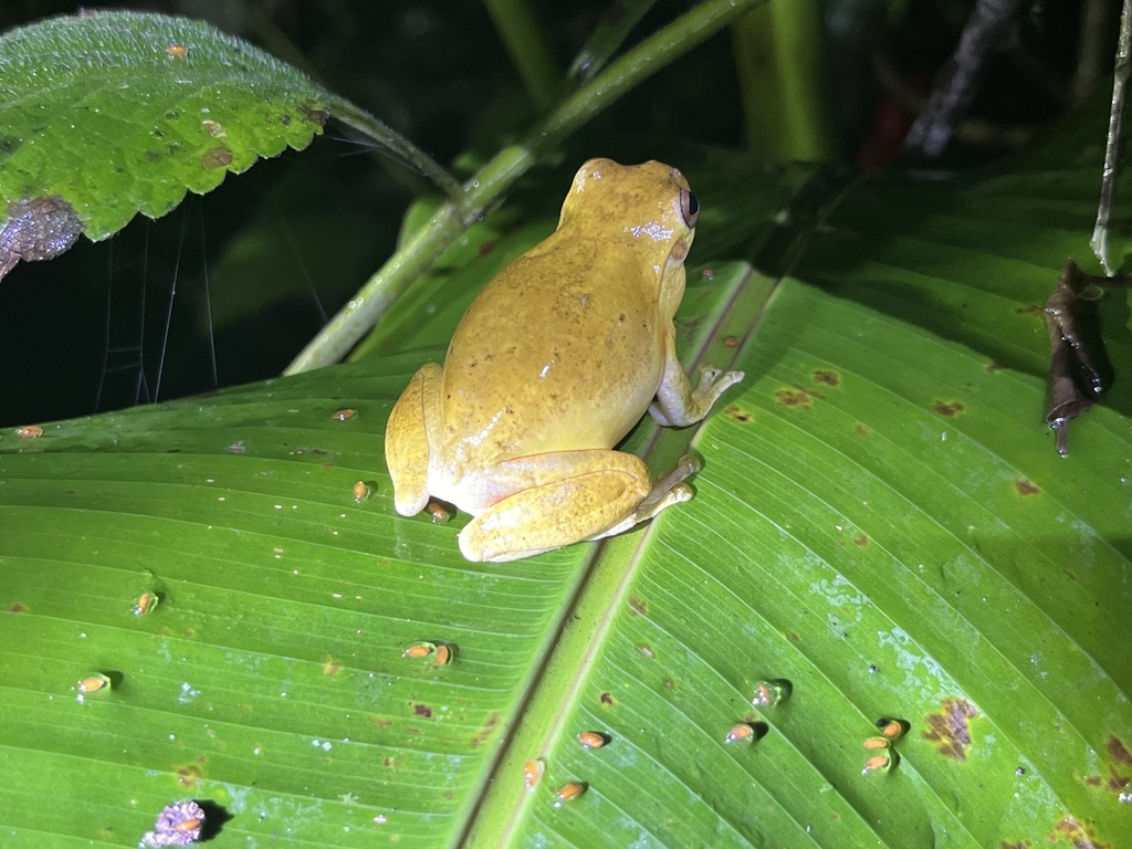 Mahogany Tree Frog in July 2024 by Matthew · iNaturalist