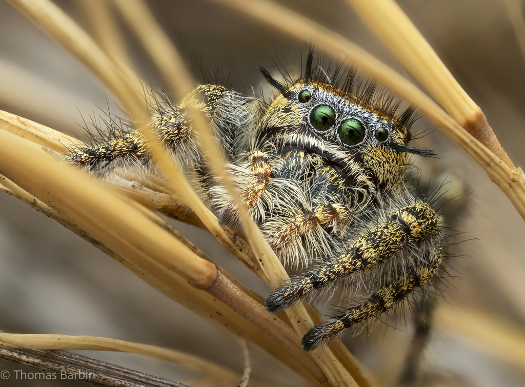 Hairy Tufted Jumping Spider from Capital Regional District, BC, Canada ...