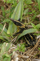 Hemicentetes semispinosus