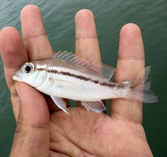 Lattice Monocle Bream photo 4