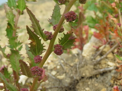 Blitum virgatum