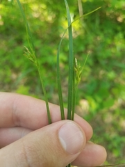 Carex willdenowii