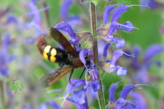 Megascolia maculata maculata