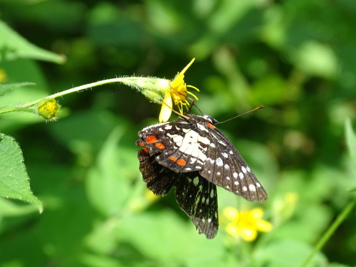 Erodyle Checkerspot