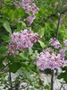 Persian Lilac - Photo (c) კესანე, some rights reserved (CC BY-NC), uploaded by კესანე