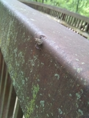 Acanthocephala declivis