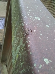 Acanthocephala declivis