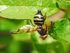 Otites porcus