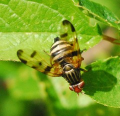 Otites porcus