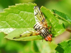 Otites porcus