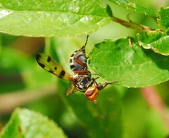 Otites porcus