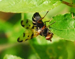 Otites porcus