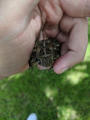 Anaxyrus