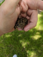 Anaxyrus