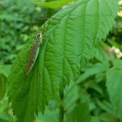 Nephrotoma virescens