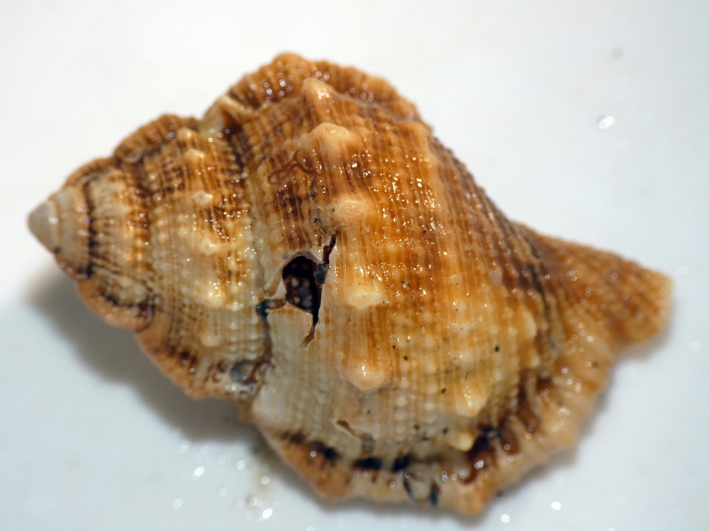 Common frogsnail