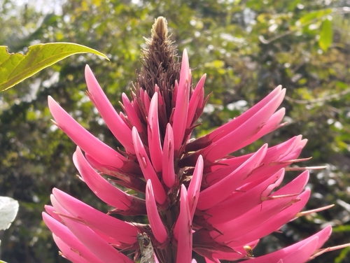 Foto de Mulungu-da-amazônia