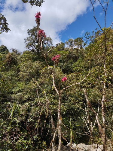 Foto de Mulungu-da-amazônia