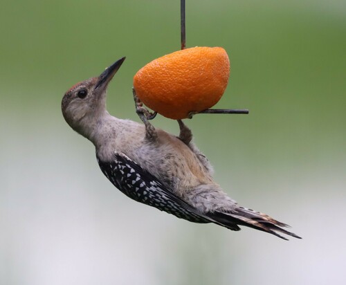 Red-bellied Woodpecker
