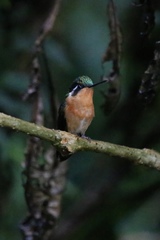 Lampornis castaneoventris