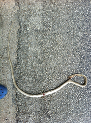 Masticophis flagellum testaceus