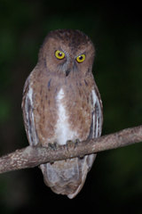 Otus rutilus rutilus