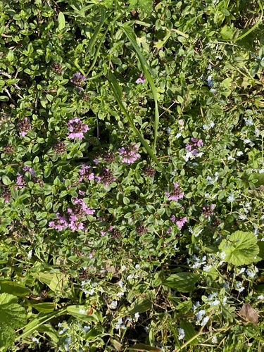Mongolian Thyme (Thymus mongolicus)