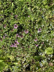 Thymus mongolicus, photograph (c) Jane Charlen, some rights reserved (CC BY)