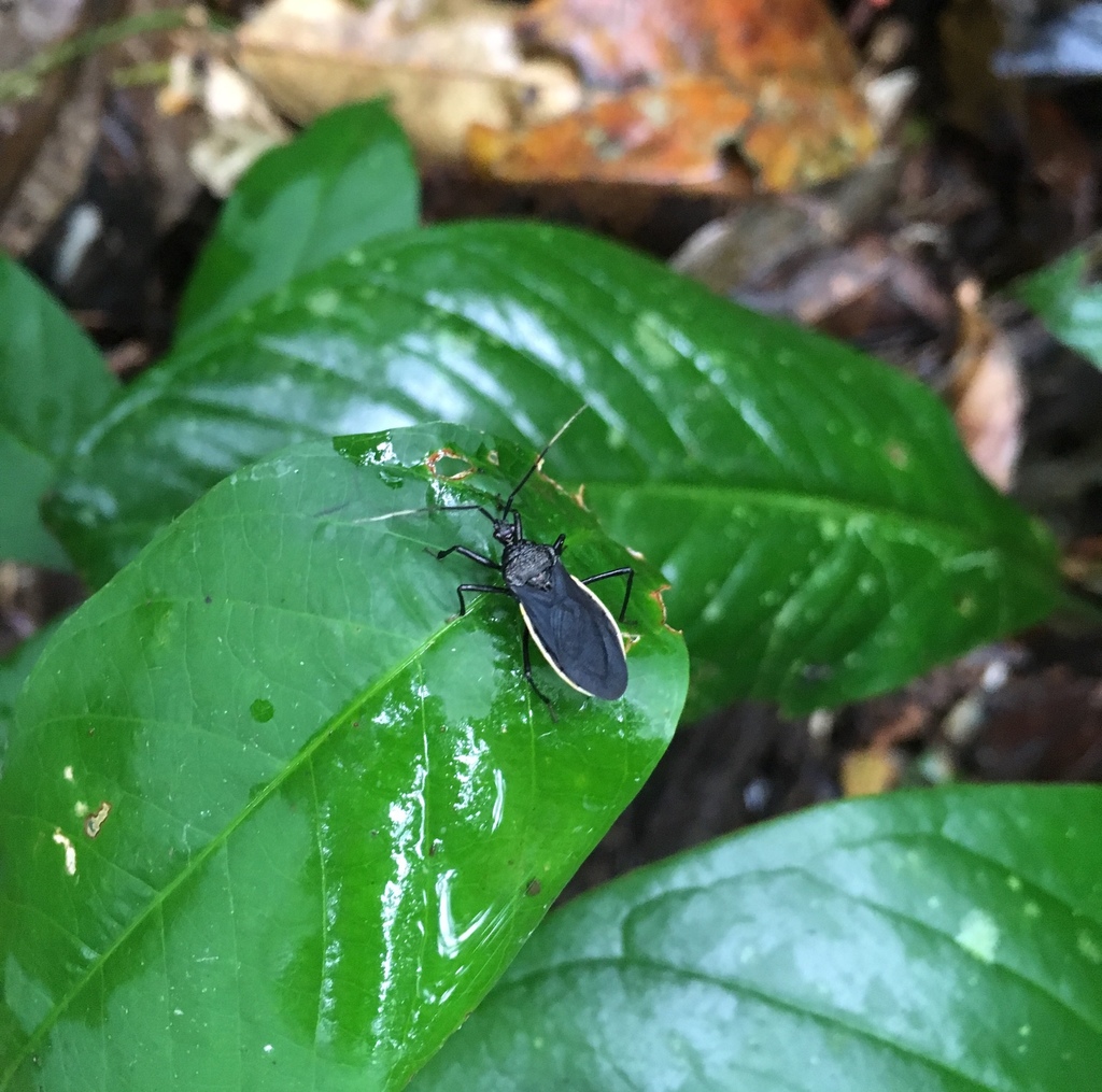Rhiginia amazona