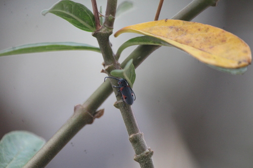 Tetraopes batesi