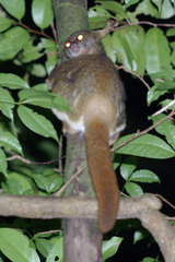 Avahi mooreorum