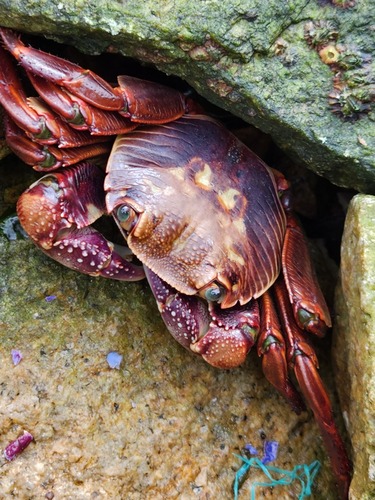 Purple Rock Crab, Coquimbo, Chile, photo 7 of 10