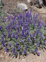 Lupinus meionanthus