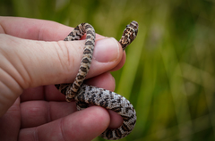Trimorphodon lyrophanes