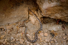 Trimorphodon lyrophanes