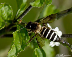 Apis dorsata breviligula