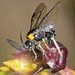 Lophyrotoma ramosa - Photo (c) Ken Walker,  זכויות יוצרים חלקיות (CC BY-NC-SA), הועלה על ידי Ken Walker