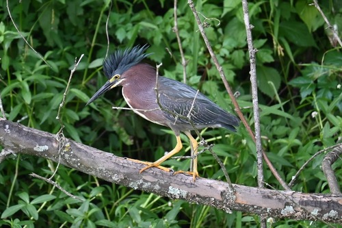 Green Heron photographed in Tennessee