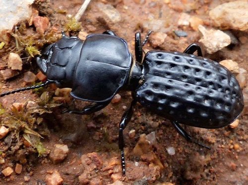 Laccopterum