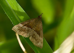 Hypena iconicalis