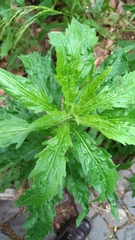 Erigeron sumatrensis