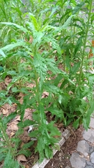 Erigeron sumatrensis