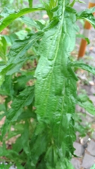 Erigeron sumatrensis