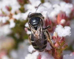 Leucopogon polymorphus