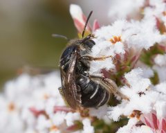 Leucopogon polymorphus