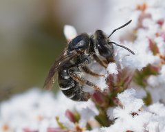 Leucopogon polymorphus