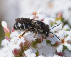Leucopogon polymorphus