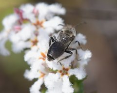 Leucopogon polymorphus