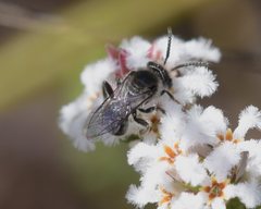 Leucopogon polymorphus
